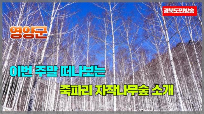 영양군청 오도창군수 이번 주말 떠나보는 죽파리 자작나무숲 소개   국민의소리 한국신문방송인클럽  기사 이미지
