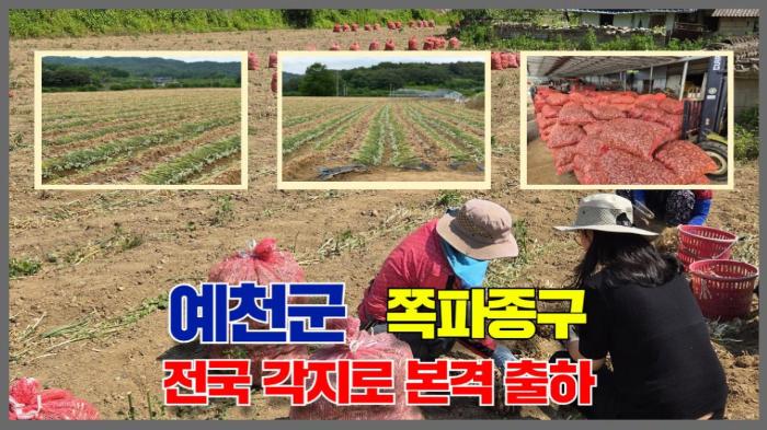  예천군청 김학동군수 쪽파종구, 전국 각지로 본격 출하 국민의소리 기사 이미지